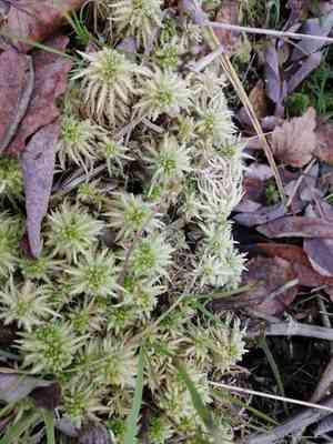 Sphagnum(Sphagnum squarrosum)