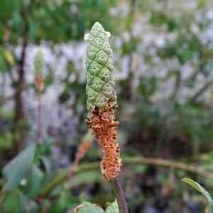 Chickenspike(Sphenoclea zeylanica)