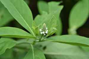 Chickenspike(Sphenoclea zeylanica)