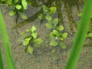 Chickenspike(Sphenoclea zeylanica)