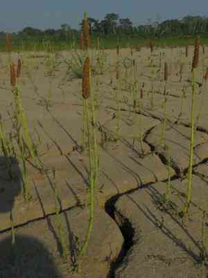 Chickenspike(Sphenoclea zeylanica)