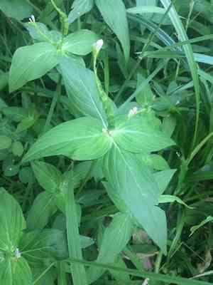 West indian pinkroot(Spigelia anthelmia)
