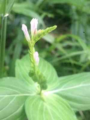 West indian pinkroot(Spigelia anthelmia)