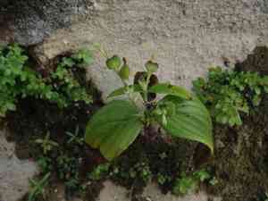 West indian pinkroot(Spigelia anthelmia)