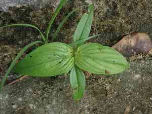 West indian pinkroot(Spigelia anthelmia)