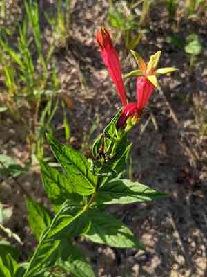 Woodland pinkroot(Spigelia marilandica)