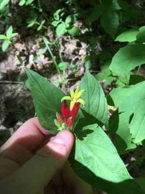 Woodland pinkroot(Spigelia marilandica)