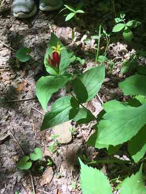 Woodland pinkroot(Spigelia marilandica)