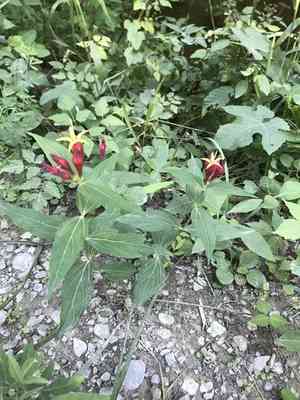 Woodland pinkroot(Spigelia marilandica)