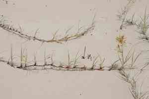 Hairy spinifex(Spinifex hirsutus)