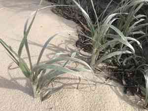 Hairy spinifex(Spinifex hirsutus)