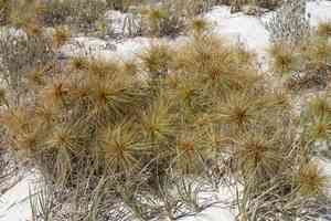Hairy spinifex(Spinifex hirsutus)