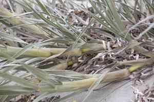 Hairy spinifex(Spinifex hirsutus)