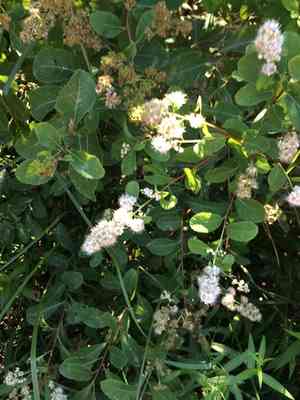 White meadowsweet(Spiraea alba)