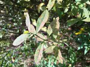 White meadowsweet(Spiraea alba)