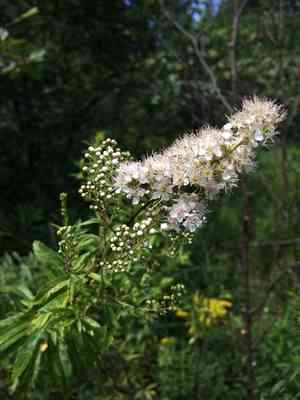 White meadowsweet(Spiraea alba)