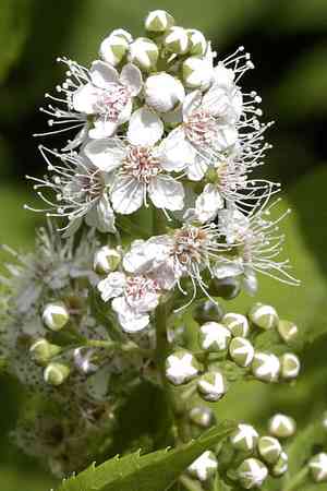 White meadowsweet(Spiraea alba)