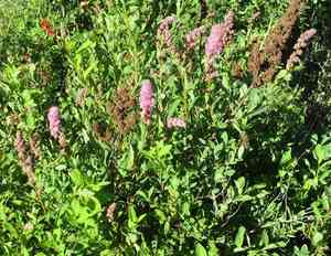 Rose spirea(Spiraea douglasii)