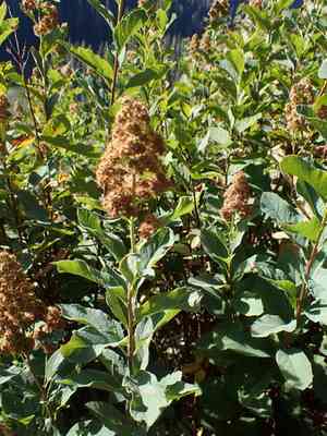 Rose spirea(Spiraea douglasii)