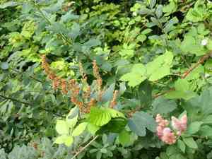 Rose spirea(Spiraea douglasii)