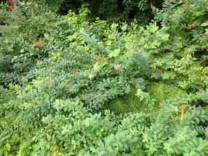 Rose spirea(Spiraea douglasii)