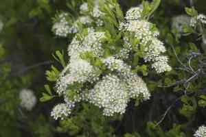 Iberian meadowsweet(Spiraea hypericifolia)