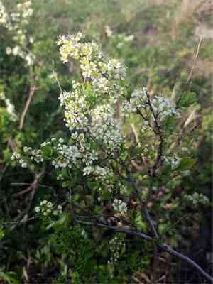 Iberian meadowsweet(Spiraea hypericifolia)