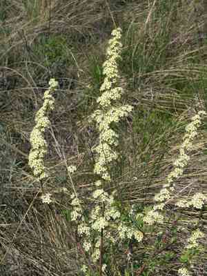Iberian meadowsweet(Spiraea hypericifolia)