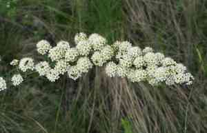 Iberian meadowsweet(Spiraea hypericifolia)
