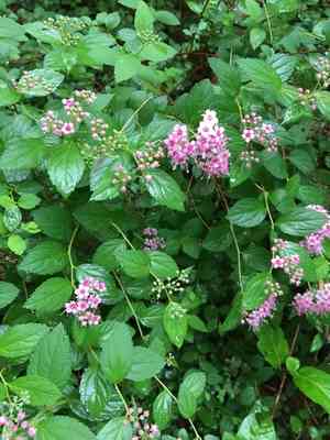 Japanese meadowsweet(Spiraea japonica)