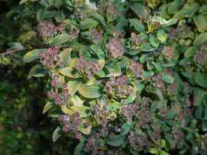 Tosa spirea(Spiraea nipponica)