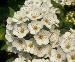 Tosa spirea(Spiraea nipponica)
