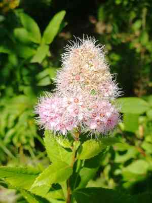 Willowleaf meadowsweet(Spiraea salicifolia)