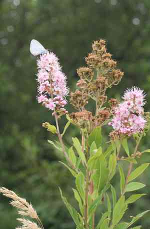 Willowleaf meadowsweet(Spiraea salicifolia)