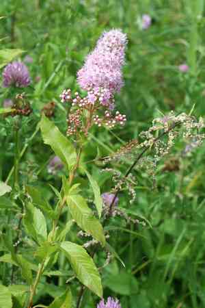 Willowleaf meadowsweet(Spiraea salicifolia)
