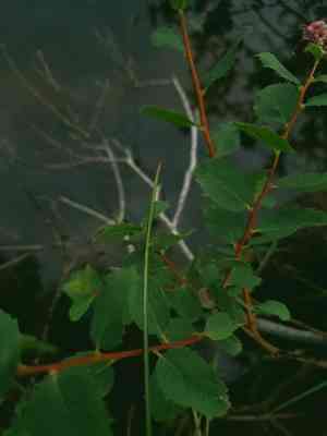 Rose meadowsweet(Spiraea splendens)
