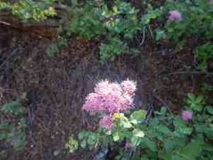 Rose meadowsweet(Spiraea splendens)