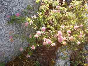 Rose meadowsweet(Spiraea splendens)