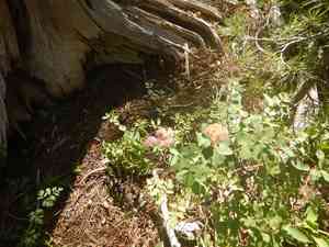 Rose meadowsweet(Spiraea splendens)