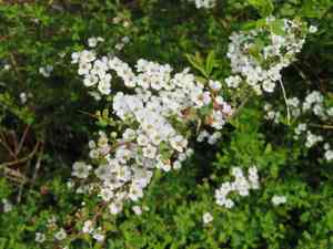 Baby's breath spirea(Spiraea thunbergii)