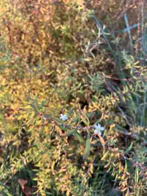 Baby's breath spirea(Spiraea thunbergii)