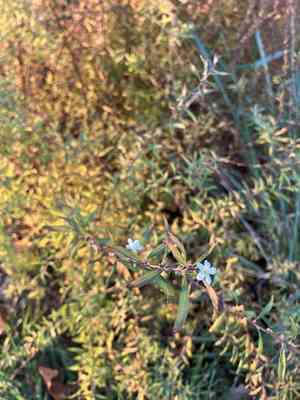 Baby's breath spirea(Spiraea thunbergii)