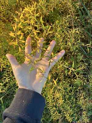 Baby's breath spirea(Spiraea thunbergii)