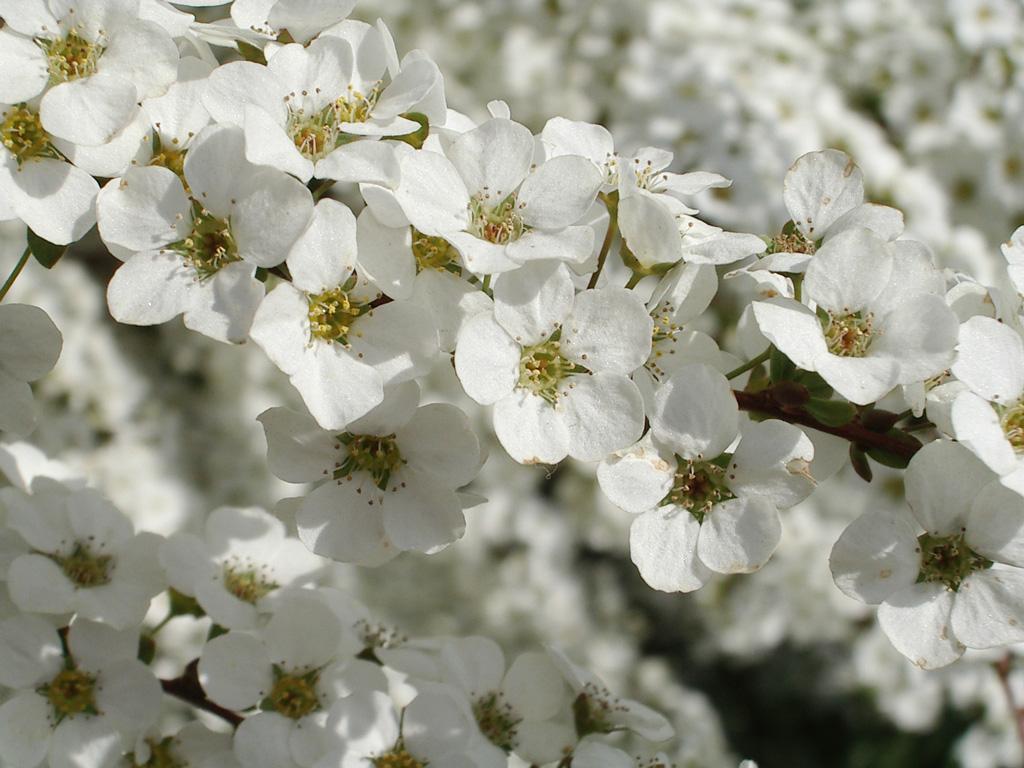 Baby's breath spirea