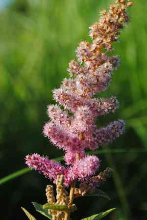 Steeplebush(Spiraea tomentosa)