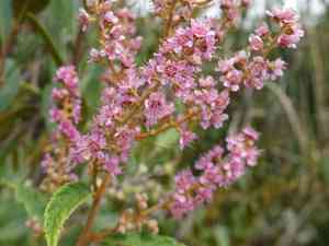 Steeplebush(Spiraea tomentosa)