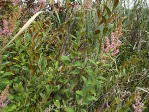 Steeplebush(Spiraea tomentosa)