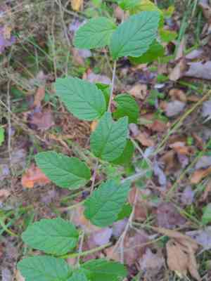 Steeplebush(Spiraea tomentosa)