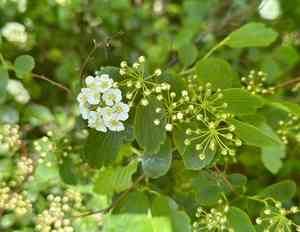 Asian meadowsweet(Spiraea trilobata)