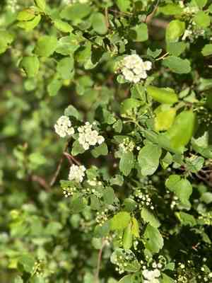 Asian meadowsweet(Spiraea trilobata)